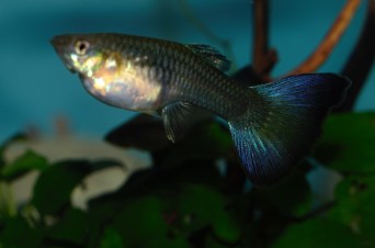 Ljubicaste Moskovske gupike