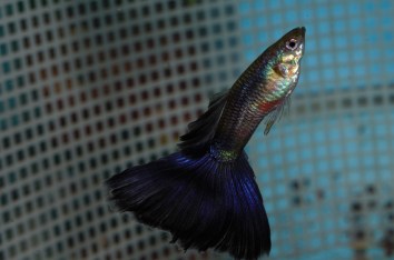 Purple Delta guppies
