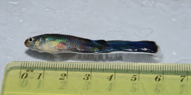 Ishrana gupika gupija