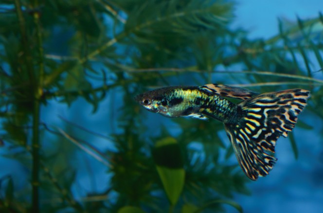 Japanska Mozaik gupika