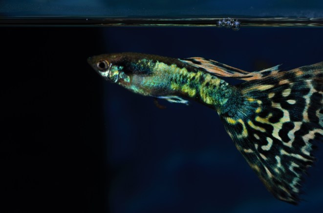 Japanska Mozaik gupika