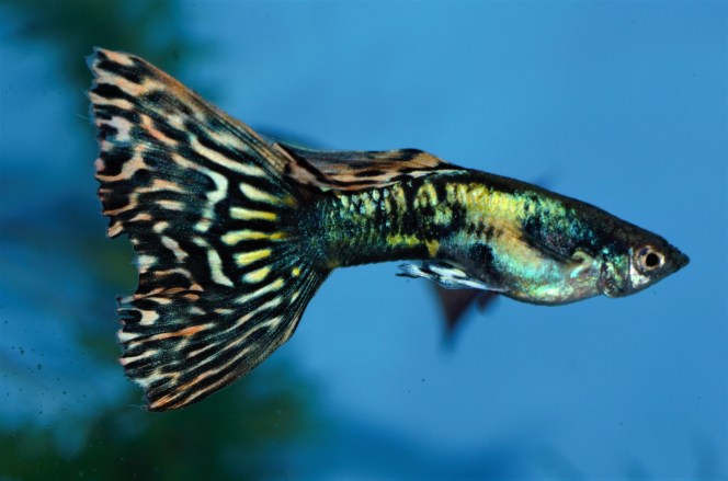 Japanska Mozaik gupika