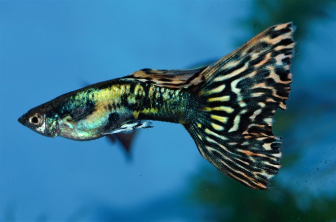 Japanska Mozaik gupika