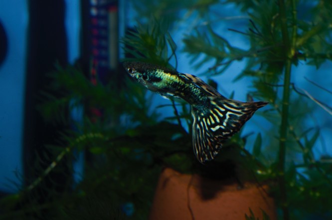 Japanska Mozaik gupika