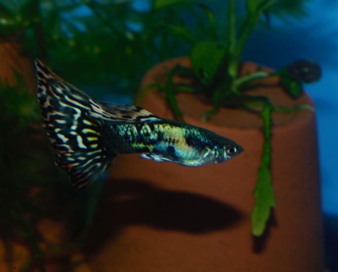 Japanska Mozaik gupika