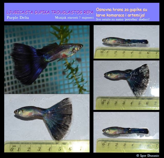 Ljubicasta gupika trouglastog repa