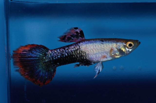 Magneta (Polu Crna Crvena) gupika