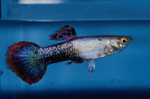 Magneta (Polu Crna Crvena) gupika