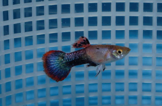 Magneta (Polu Crna Crvena) gupika