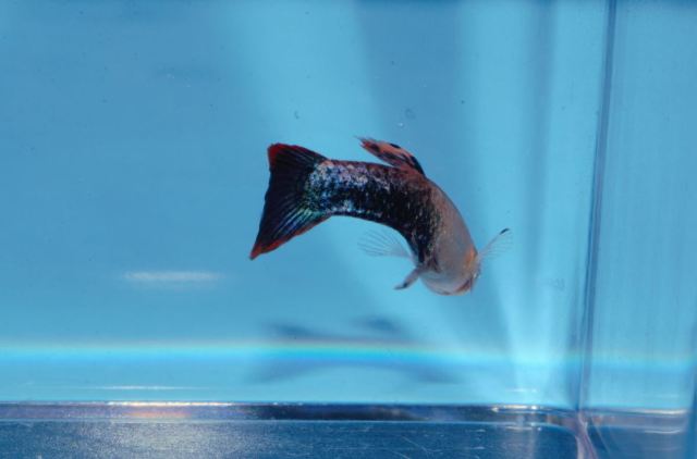 Magneta (Polu Crna Crvena) gupika