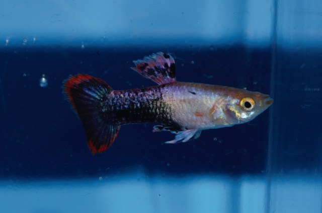 Magneta (Polu Crna Crvena) gupika