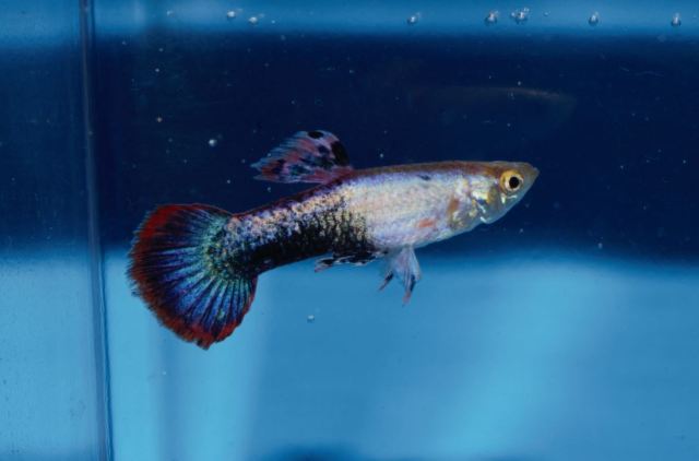 Magneta (Polu Crna Crvena) gupika