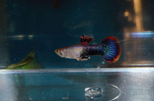 Magneta (Polu Crna Crvena) gupika