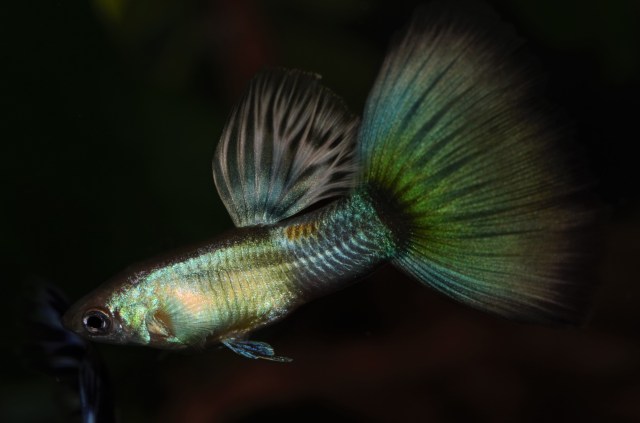 Moscow Blond Guppy
