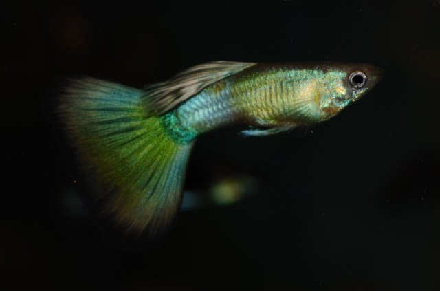Moscow Blond Guppy