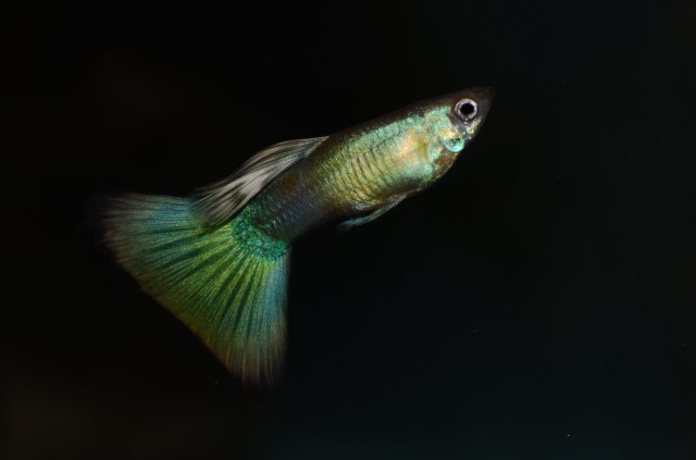 Moscow Blond Guppy