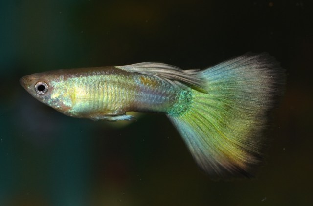 Moscow Blond Guppy