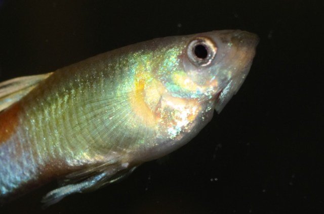 Moskovska Blans gupika