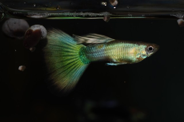 Moskovska Blans gupika