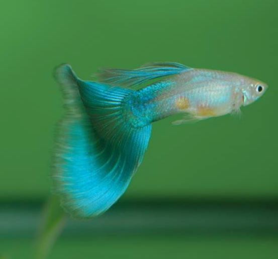 Plava gupika trouglastog repa (delta)