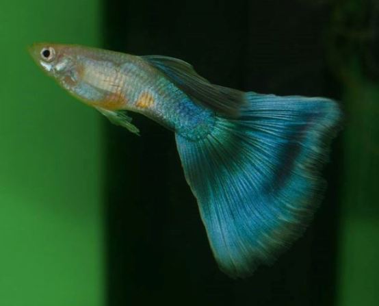 Plava gupika trouglastog repa (delta)