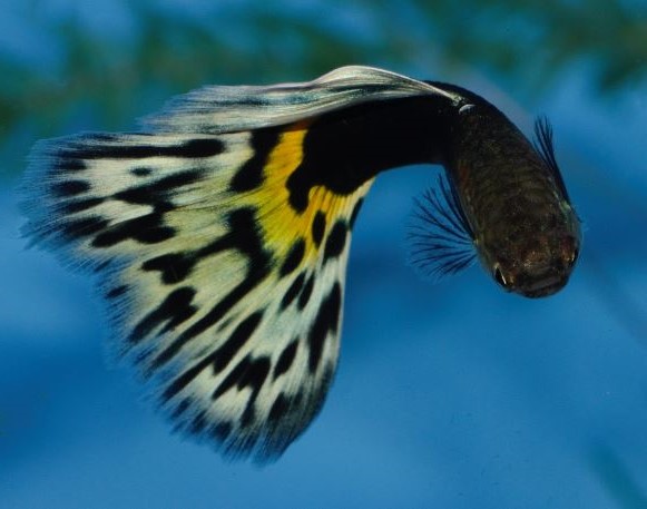 Polu Crna Leopard gupika