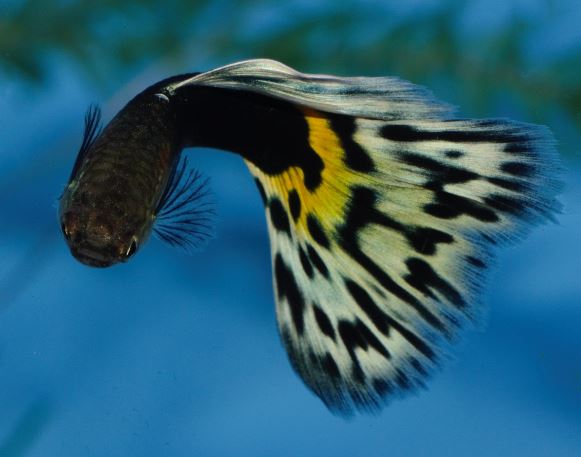 Polu Crna Leopard gupika