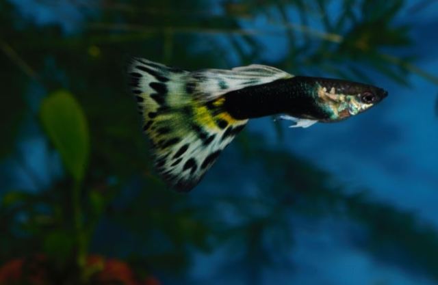 Polu Crna Leopard gupika