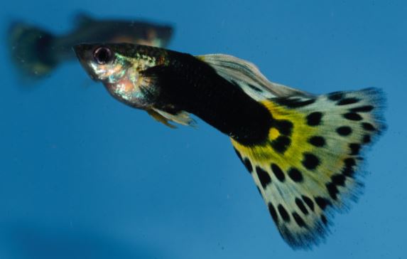 Polu Crna Leopard gupika