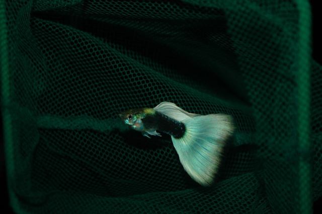 Polu Crna Pastelno Bijela gupika