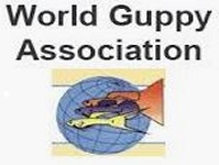 World Guppy Association