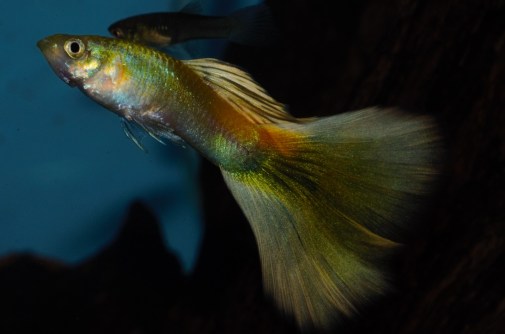 Yellow Moscow guppy