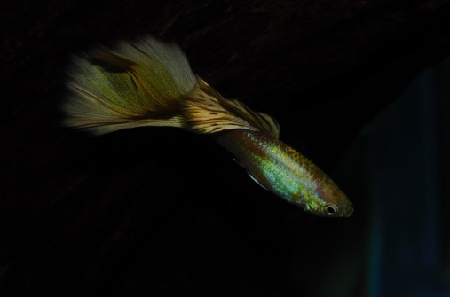 Zuta Moskovska gupika