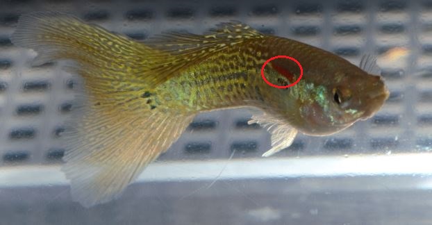 Gupike sa Sarolikom Zmijskom Kozom