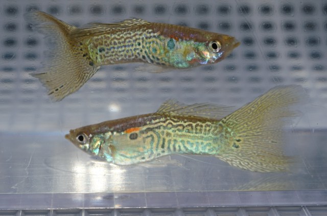 Gupike sa Sarolikom Zmijskom Kozom