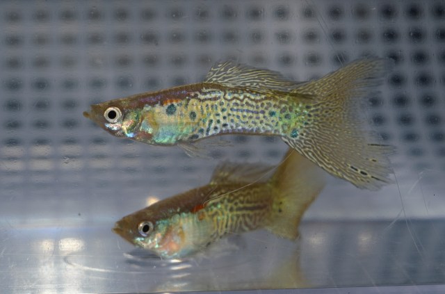 Gupike sa Sarolikom Zmijskom Kozom