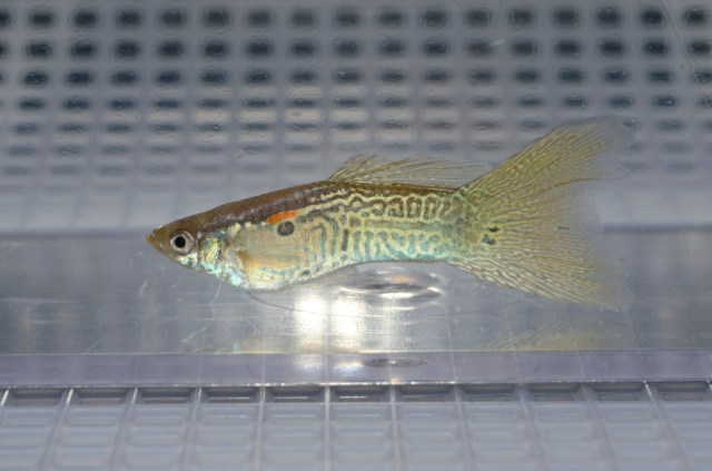 Gupike sa Sarolikom Zmijskom Kozom