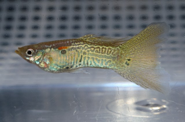 Gupike sa Sarolikom Zmijskom Kozom