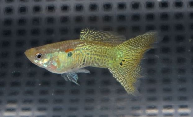 Gupike sa Sarolikom Zmijskom Kozom