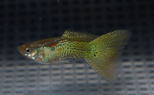 Gupike sa Sarolikom Zmijskom Kozom