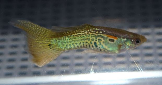 Gupike sa Sarolikom Zmijskom Kozom