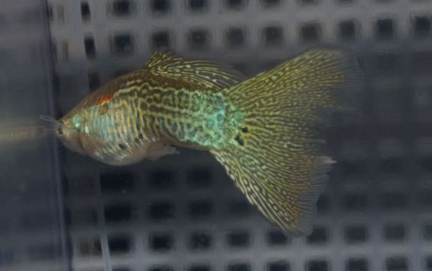 Gupike sa Sarolikom Zmijskom Kozom