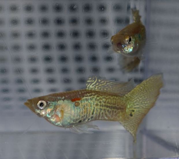 Gupike sa Sarolikom Zmijskom Kozom