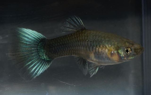 Polu Crna Zelena zenka gupika