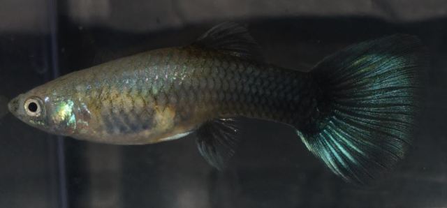 Polu Crna Zelena zenka gupika