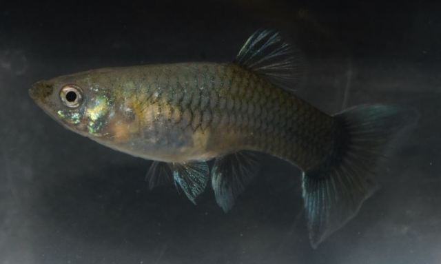 Polu Crna Zelena zenka gupika