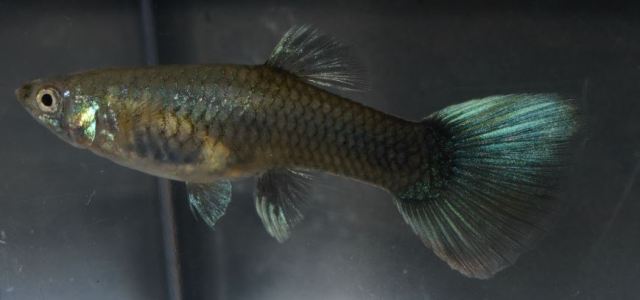 Polu Crna Zelena zenka gupika