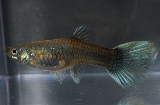 Polu Crna Zelena zenka gupika