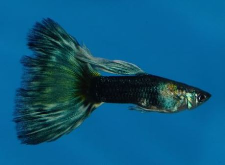 Polu Crne Dvobojne gupike