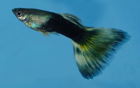 Polu Crne Dvobojne gupike